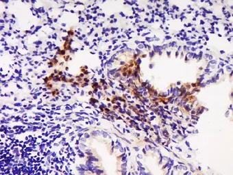 Anti-MDC antibody used in IHC (Paraffin sections) (IHC-P). GTX60242