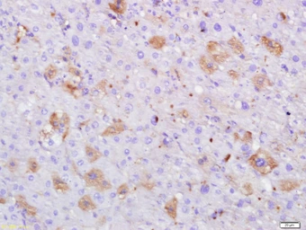 Anti-Albumin antibody [3F4] used in IHC (Paraffin sections) (IHC-P). GTX60252