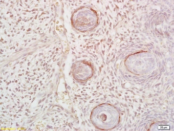 Anti-DLK1 antibody used in IHC (Paraffin sections) (IHC-P). GTX60309