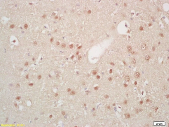 Anti-HES5 antibody used in IHC (Paraffin sections) (IHC-P). GTX60310