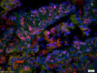 Anti-EGF antibody used in IHC (Paraffin sections) (IHC-P). GTX60321