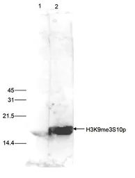 Anti-Histone H3K9me3S10ph (Tri-methyl Lys9/phospho Ser10) antibody - ChIP grade used in Western Blot (WB). GTX60327