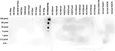 Anti-Histone H3K9acS10ph (Acetyl Lys9/phospho Ser10) antibody used in Dot blot (Dot). GTX60328