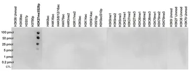 Anti-Histone H3K27me3S28ph (Tri-methyl Lys27/phospho Ser28) antibody - ChIP grade used in Dot blot (Dot). GTX60329