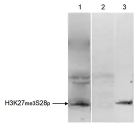 Anti-Histone H3K27me3S28ph (Tri-methyl Lys27/phospho Ser28) antibody - ChIP grade used in Immunoprecipitation (IP). GTX60329