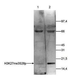 Anti-Histone H3K27me3S28ph (Tri-methyl Lys27/phospho Ser28) antibody - ChIP grade used in Western Blot (WB). GTX60329