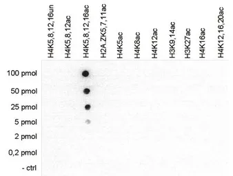 Anti-Histone H4K5K8K12K16ac (acetyl Lys5/Lys8/Lys12/Lys16) antibody - ChIP grade used in Dot blot (Dot). GTX60334
