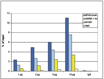 Anti-Histone H4K5ac (acetyl Lys5) antibody - ChIP grade used in ChIP assay (ChIP assay). GTX60335