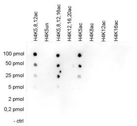 Anti-Histone H4K5ac (acetyl Lys5) antibody - ChIP grade used in Dot blot (Dot). GTX60335