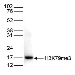 Anti-Histone H3K79me3 (Tri-methyl Lys79) antibody - ChIP grade used in Western Blot (WB). GTX60336