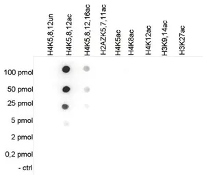 Anti-Histone H4K5K8K12ac (acetyl Lys5/Lys8/Lys12) antibody - ChIP grade used in Dot blot (Dot). GTX60337