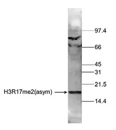 Anti-Histone H3R17me2 (Asymmetric Di-methyl Arg17) antibody - ChIP grade used in Western Blot (WB). GTX60344