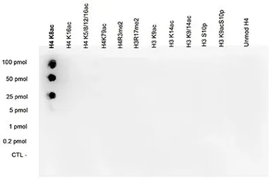 Anti-Histone H4K8ac (acetyl Lys8) antibody - ChIP grade used in Dot blot (Dot). GTX60348