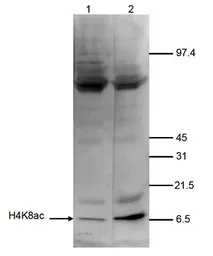 Anti-Histone H4K8ac (acetyl Lys8) antibody - ChIP grade used in Western Blot (WB). GTX60348