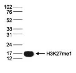 Anti-Histone H3K27me1 (Mono-methyl Lys27) antibody - ChIP grade used in Western Blot (WB). GTX60350