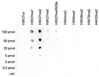 Anti-Histone H3K27me2 (Di-methyl Lys27) antibody - ChIP grade used in Dot blot (Dot). GTX60351