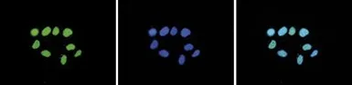 Anti-Histone H3K27me2 (Di-methyl Lys27) antibody - ChIP grade used in Immunocytochemistry/ Immunofluorescence (ICC/IF). GTX60351