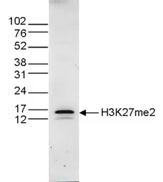 Anti-Histone H3K27me2 (Di-methyl Lys27) antibody - ChIP grade used in Western Blot (WB). GTX60351