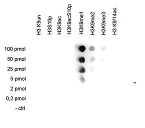 Anti-Histone H3K9me1 (Mono-methyl Lys9) antibody - ChIP grade used in Dot blot (Dot). GTX60352