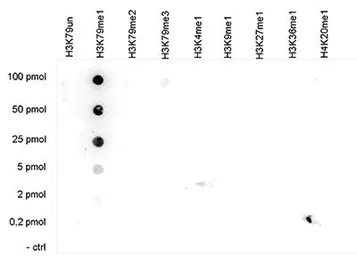 Anti-Histone H3K79me1 (Mono-methyl Lys79) antibody - ChIP grade used in Dot blot (Dot). GTX60353