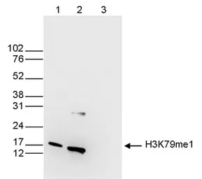 Anti-Histone H3K79me1 (Mono-methyl Lys79) antibody - ChIP grade used in Western Blot (WB). GTX60353