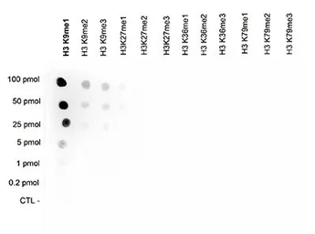 Anti-Histone H3K9me1 (Mono-methyl Lys9) antibody - ChIP grade used in Dot blot (Dot). GTX60356