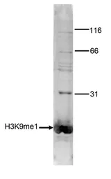 Anti-Histone H3K9me1 (Mono-methyl Lys9) antibody - ChIP grade used in Western Blot (WB). GTX60356