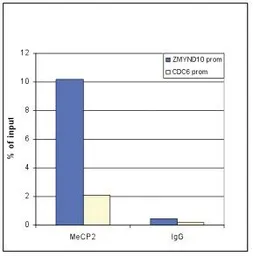 Anti-MECP2 antibody - ChIP grade used in ChIP assay (ChIP assay). GTX60358