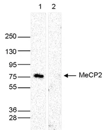 Anti-MECP2 antibody - ChIP grade used in Western Blot (WB). GTX60358