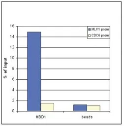 Anti-MBD1 antibody - ChIP grade used in ChIP assay (ChIP assay). GTX60359