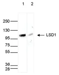 Anti-LSD1 antibody - ChIP grade used in Western Blot (WB). GTX60362