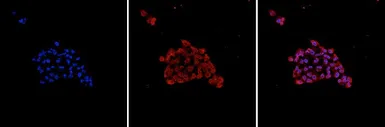 Anti-Argonautes antibody [GT9003] used in Immunocytochemistry/ Immunofluorescence (ICC/IF). GTX60370