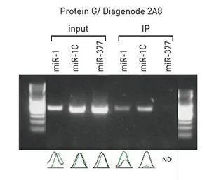 Anti-Argonautes antibody [GT9003] used in RNA Binding Protein Immunoprecipitation (RIP). GTX60370