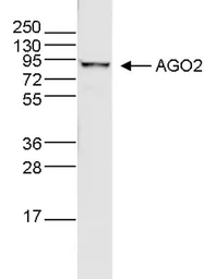 Anti-Argonautes antibody [GT9003] used in Western Blot (WB). GTX60370
