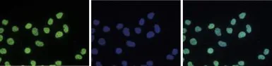 Anti-Histone H3K36me2 (Di-methyl Lys36) antibody - ChIP grade used in Immunocytochemistry/ Immunofluorescence (ICC/IF). GTX60372