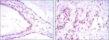 Anti-SUZ12 antibody [3D10] used in IHC (Paraffin sections) (IHC-P). GTX60380