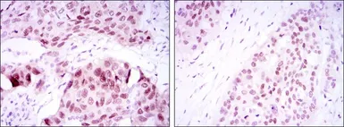 Anti-SOX2 antibody [10F10] used in IHC (Paraffin sections) (IHC-P). GTX60381