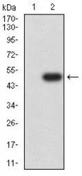 Anti-SOX2 antibody [10F10] used in Western Blot (WB). GTX60381