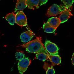 Anti-CD66e antibody [3G12] used in Immunocytochemistry/ Immunofluorescence (ICC/IF). GTX60388