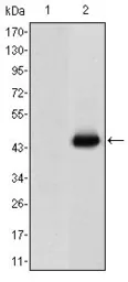 Anti-CD66e antibody [3G12] used in Western Blot (WB). GTX60388