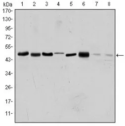 Anti-Aurora A antibody [1F8] used in Western Blot (WB). GTX60391
