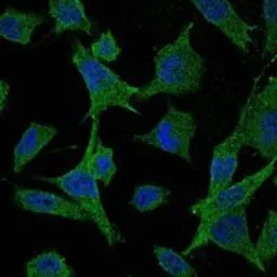 Anti-MEK6 antibody [3H12C8] used in Immunocytochemistry/ Immunofluorescence (ICC/IF). GTX60396