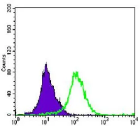 Anti-SEK1 / MKK4 antibody [5H4] used in Flow cytometry (FCM). GTX60399