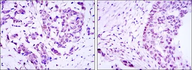 Anti-CRTC3 antibody [5G9] used in IHC (Paraffin sections) (IHC-P). GTX60400