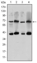 Anti-CRTC3 antibody [5G9] used in Western Blot (WB). GTX60400