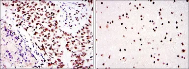 Anti-DNA-PKcs antibody [3H6] used in IHC (Paraffin sections) (IHC-P). GTX60401