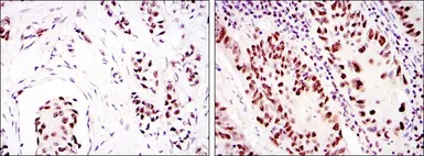 Anti-DNA-PKcs antibody [3H6] used in IHC (Paraffin sections) (IHC-P). GTX60401