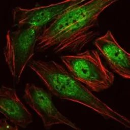 Anti-RUNX1 antibody [5A1] used in Immunocytochemistry/ Immunofluorescence (ICC/IF). GTX60402