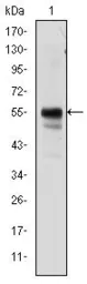 Anti-RUNX1 antibody [5A1] used in Western Blot (WB). GTX60402