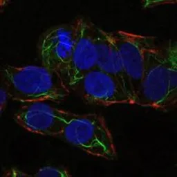 Anti-AMPK alpha 1 antibody [2B7] used in Immunocytochemistry/ Immunofluorescence (ICC/IF). GTX60403
